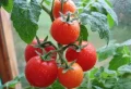 Mes tomates, vont-elles mûrir en septembre ? Pour une récolte abondante jusqu’à la fin de l’automne : la recette miracle