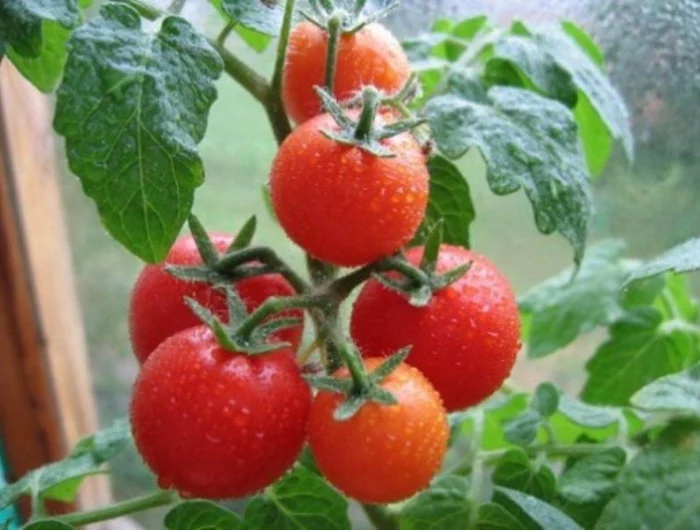 plants tomates automne tomates arrosees