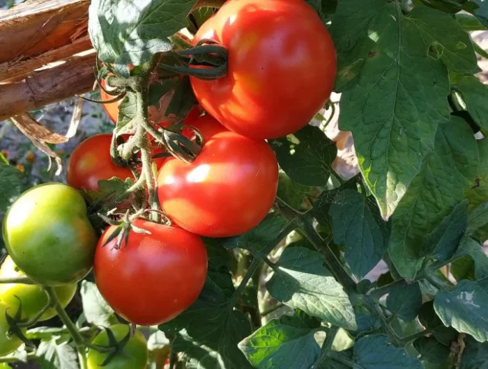 plants tomates cerises culture automne potager varietes tomates