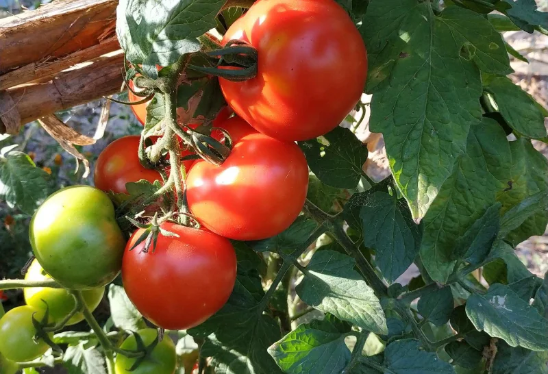 plants tomates cerises culture automne potager varietes tomates