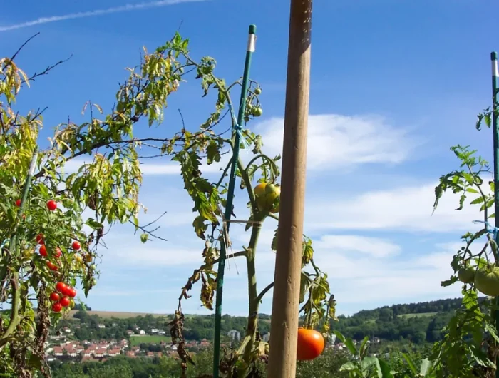 potager automne recolte de tomates varietes resistantes a la chaleur