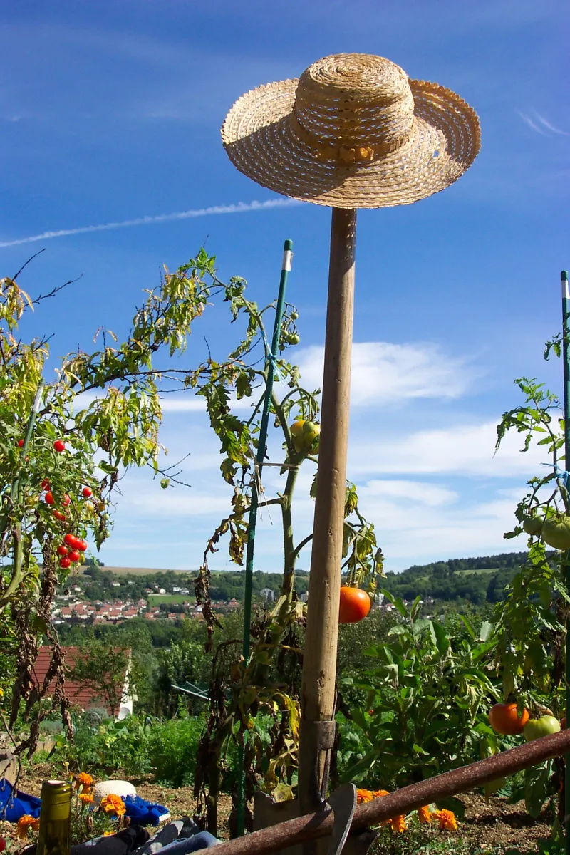 potager automne recolte de tomates varietes resistantes a la chaleur