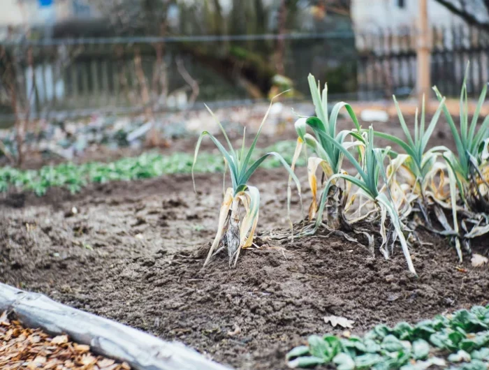 potager conseils jardinage fertilisation poireaux engrais liquide