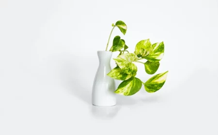 pothos golden epipremnum vase blanc bouturage plante interieur