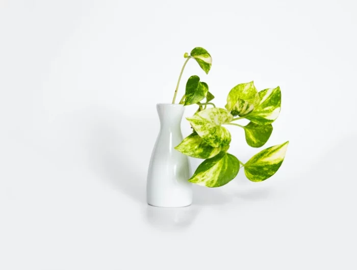 pothos golden epipremnum vase blanc bouturage plante interieur