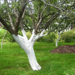 Chauler un arbre – comment, quand et pourquoi peint-on les troncs des arbres en blanc