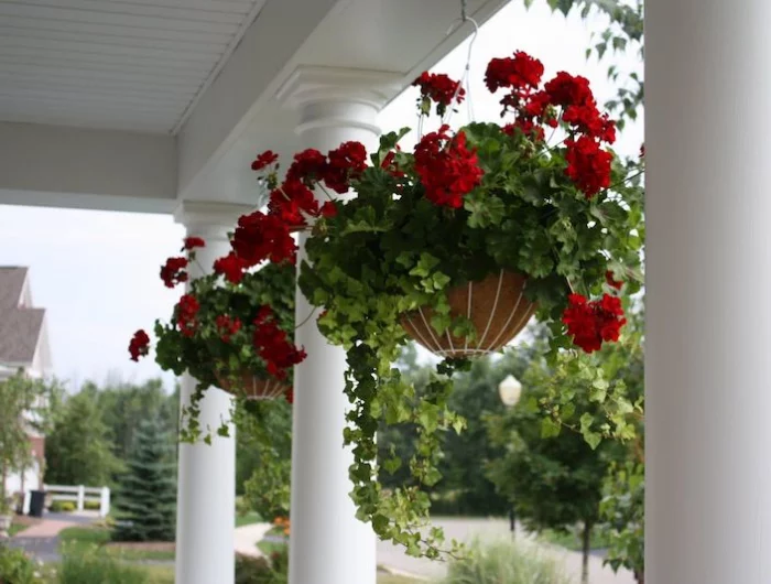 pourquoi mes geraniums ne fleurissent pas geraniums suspendus fleur rouges au balcon