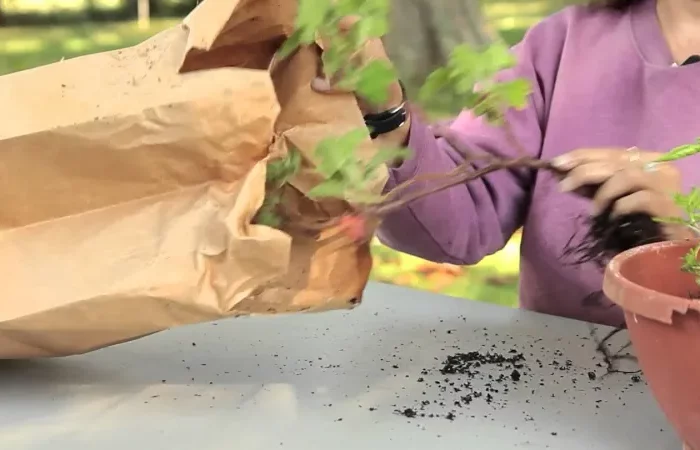 pourquoi mettre les geraniums dans des sacs en papier pour l hiver