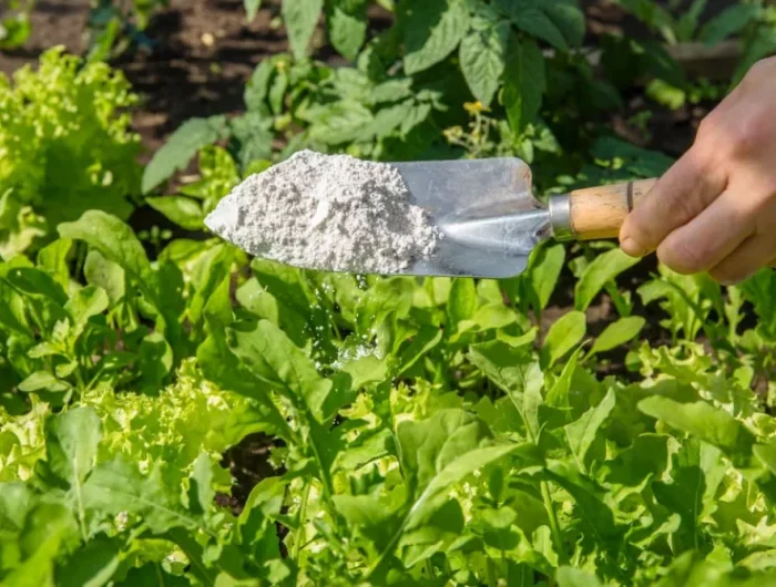 produit contre fourmis poudre blanc vegetaux jardin