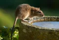Comment se débarrasser des rats dans le jardin rapidement sans les tuer ? 5 solutions faciles
