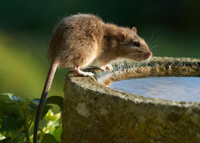 qu est ce qui attire les rats dans un jardin rat qui cherche a boire de l'eau