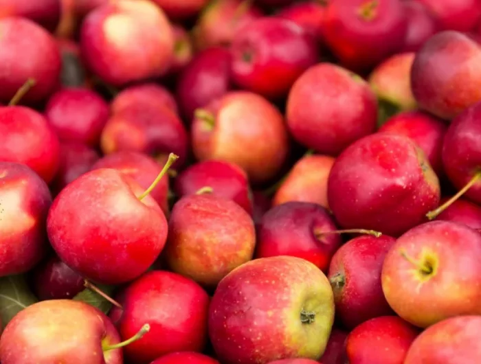 quand cueillette des pommes et comment les conserver fraîches à l air libre