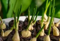 Cultiver de l’ail en pot : Tout ce qu’il faut savoir