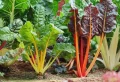 Comment entretenir la rhubarbe pour avoir des récoltes abondantes ?