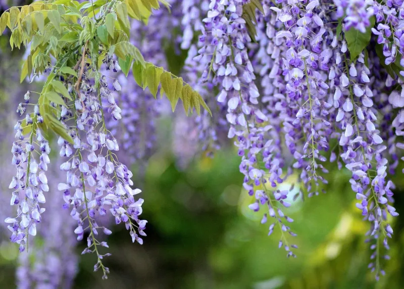 when and how to prune the wisteria plant guide