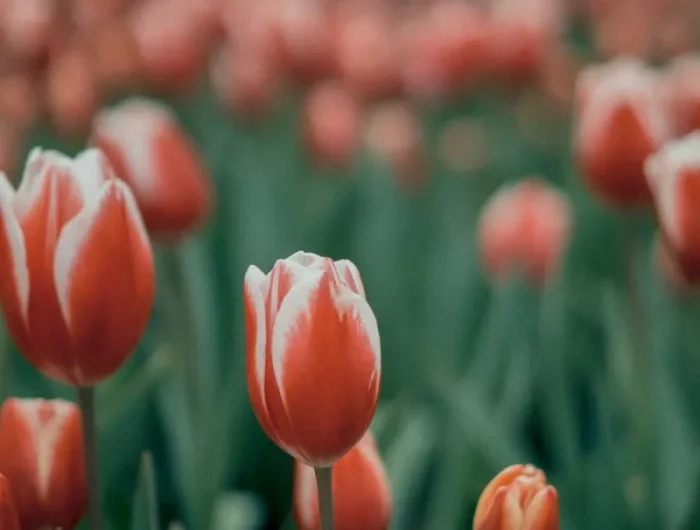 quand planter les tulipes exemple guide pratique comment planter les bulbes de printemps