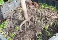 Que faire avec les feuilles de tomates pour avoir un jardin beau et sain ?