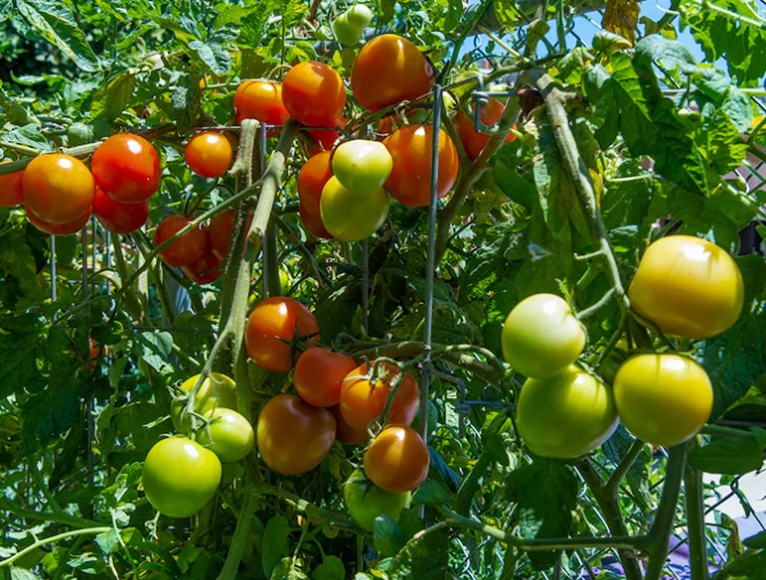 que faire de ses plants de tomates en septembre recolte abondante dun pied