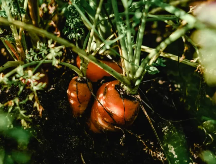 que planter en septembre au potager carottes dans le jardin