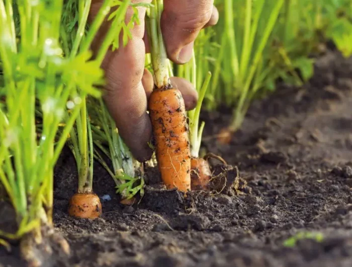 que planter en septembre tirer les carottes de la terre