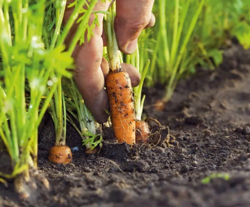 que planter en septembre tirer les carottes de la terre