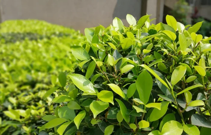 quel arbre pour se proteger des voisins buisson vert feuilles