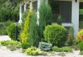 Quel arbuste mettre devant une maison pour la fraîcheur en été ? Les plantes les plus coquettes