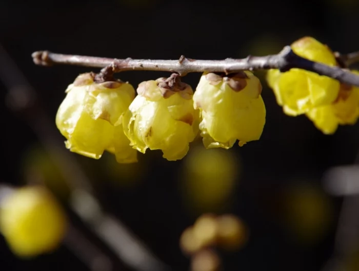quel arbuste fleuri au mois de mars branches fleurs jaunes chimonanthe