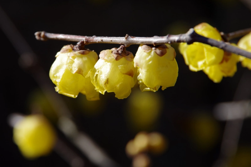 quel arbuste fleuri au mois de mars branches fleurs jaunes chimonanthe