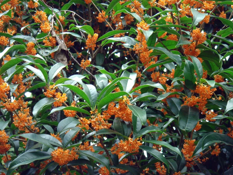 quel arbuste mettre sous un arbre osmanthe fleurs orange et feuilles vertes