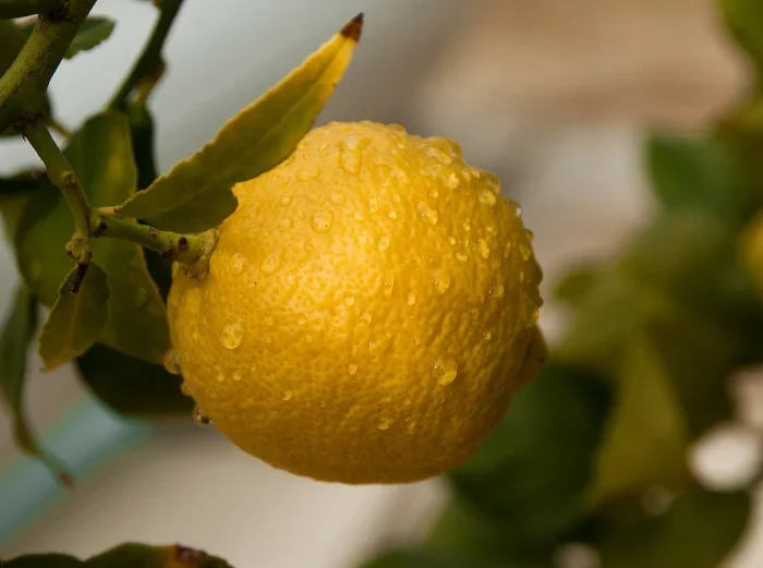 quel engrais pour un citronnier citron jaune arbre feuille