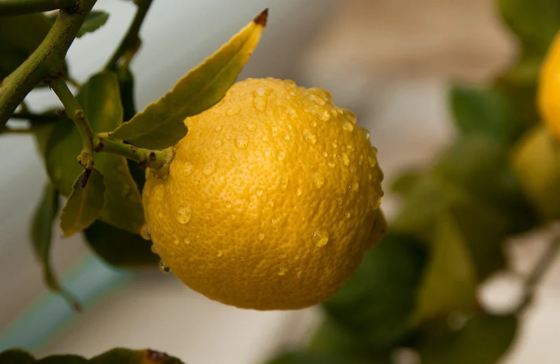 quel engrais pour un citronnier citron jaune arbre feuille