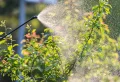 Quel engrais naturel pour arbustes ? Booster ses plantes sans chimie !