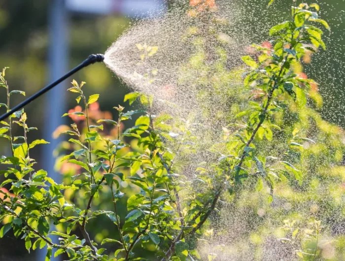 quel est le meilleur engrais naturel pour abrustes et arbres