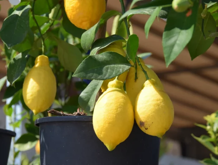 quel est le meuilleur engrais pour un citronnier