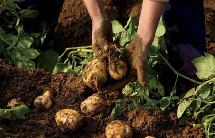 quel légume planter près des pommes de terre patates dans la terre