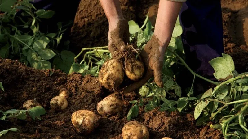 quel légume planter près des pommes de terre patates dans la terre