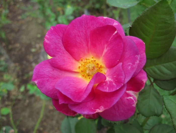 quelle difference entre un rosier grimpant et un rosier liane rose violete