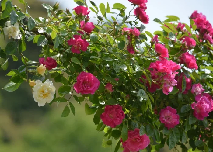 quelle hauteur peut atteindre un rosier grimpant fleurs roses et blanche