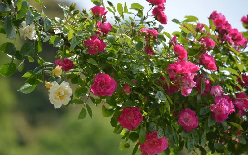 quelle hauteur peut atteindre un rosier grimpant fleurs roses et blanche
