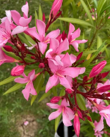 quelle plante a feuillage persistant choisir pour une haie