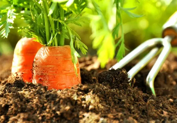 quels legumes planter en automne enterrer les epaules des carottes