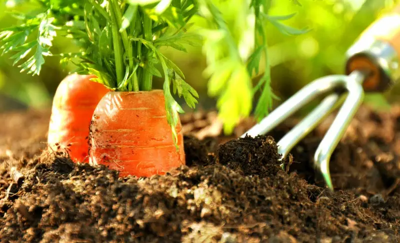 quels legumes planter en automne enterrer les epaules des carottes