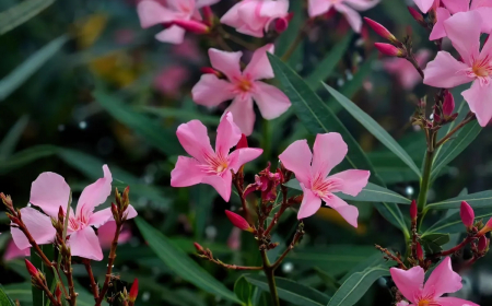 quels soins pour les plantes tropicales en ete