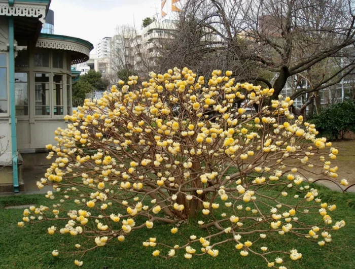 qui fleurissent en pleine hiver edgeworthia chrysantha arbuste maison jardin