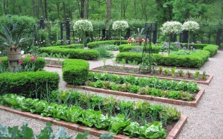 quoi et quand planter apres les pommes de terre pour avoir un potager splendide