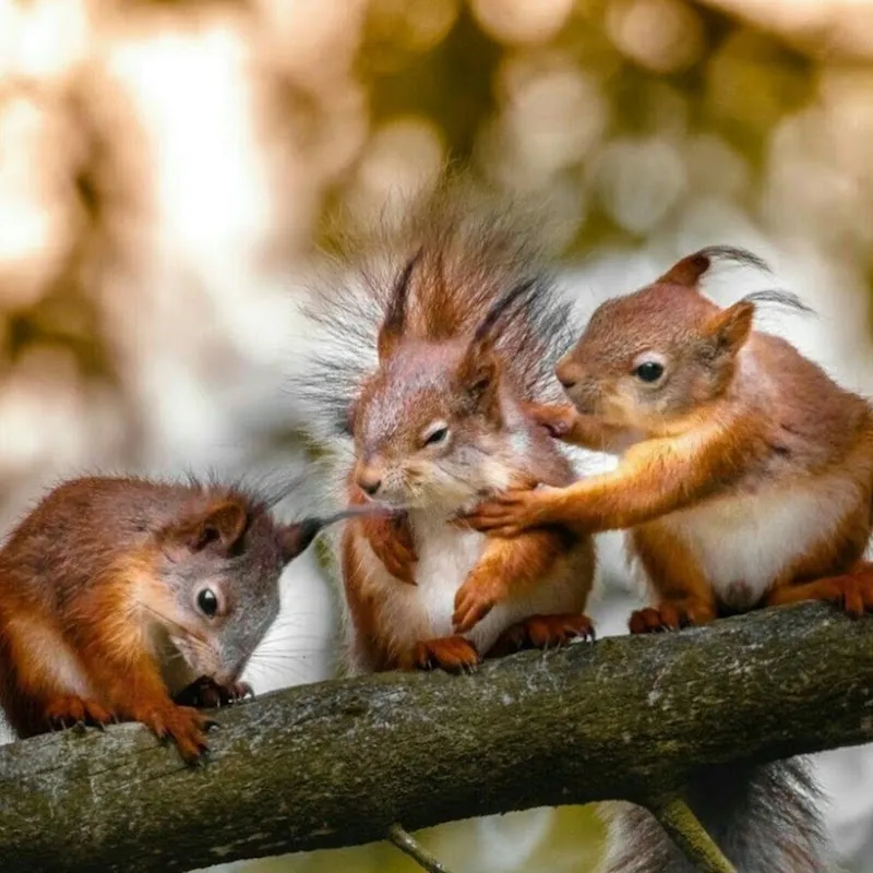 quoi faire pour se debarrasser des ecureuils 3 ecureils se battent