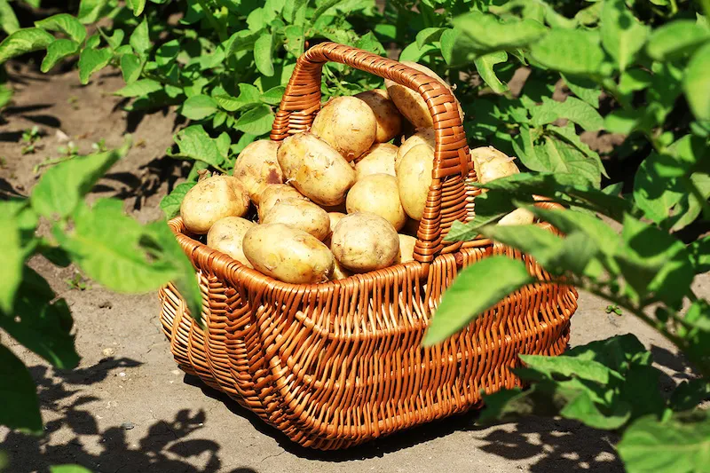 quoi planter apres pommes de terre apres plantation panier de patates