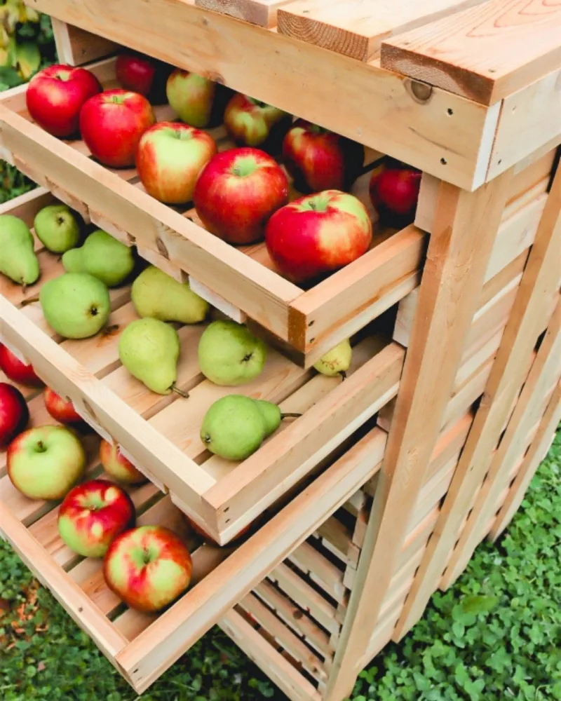 ramasse pomme saison conservation pomme dans une desserte rangement pomme de bois