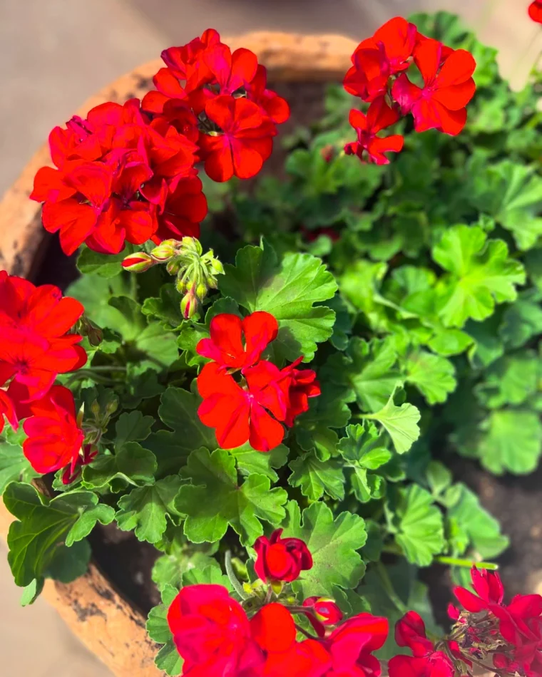 recettes de grands meres pour avoir de beaux geraniums